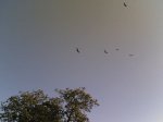 con los buitres 032.jpg
