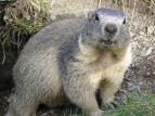 marmota1.jpg