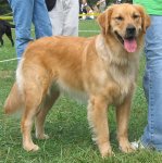 golden_retriever_4[1].jpg