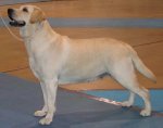 labrador[1].jpg