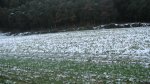IMG_1009.JPG