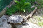 tortuga.jpg