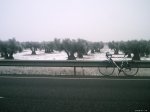 Olivos.jpg
