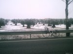 Olivos II.jpg