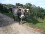 S.Cipriano-Sierra de Ibio 015.jpg