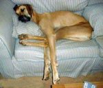 sleepy-dog.jpg
