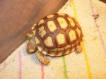 Mr_Tortu2.JPG