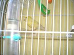 Mi canario Piolin.jpg