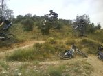 olivos fly2008estiu.jpg
