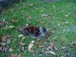 Gatito abandonado.jpg