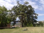 arbol.jpg