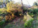 IMAG0043.jpg