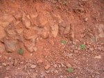 DSCN5558.jpg