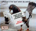 Cagada_paloma.jpg