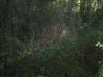Imagen 005.jpg
