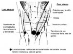 rodilla1.jpg