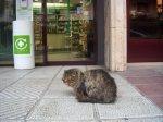 Gato en la puerta de la farmacia (2).jpg