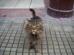 Gato en la puerta de la farmacia.jpg