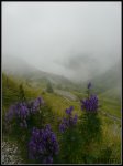 balesluchon1.jpg