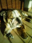 Vers al sol.jpg