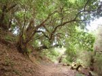 EL HIERRO EN MOUNTAIN BIKE 073.jpg
