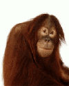10908.gif