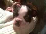 Boston Terrier.jpg