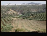 Olvera%20desde%20el%20camino (Small).jpg