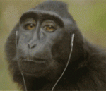 Gorila.gif