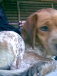 perro1.jpg