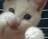 gatopelea.gif