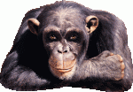 Chimpance.gif