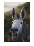 burro.jpg