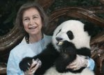 panda.jpg