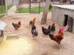 gallinero.JPG