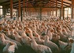 pollos 1.jpg