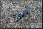 lobo en movimiento.jpg