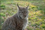 lince boreal 1.jpg