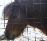 pony.jpg