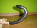 DSC04213.JPG