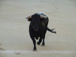 toros002[1].jpg