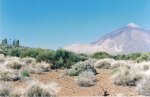 =TENERIFE= (40).jpg