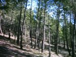 DSC_1290.jpg