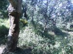 DSC00135.jpg