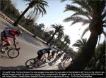 ta09st07-palms[1].jpg