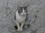 CIMG0951.jpg
