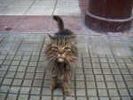Gato en la puerta de la farmacia.jpg