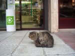 Gato en la puerta de la farmacia (2).jpg