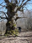 22- roble urbia 00009.JPG