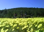 DSC01579.JPG